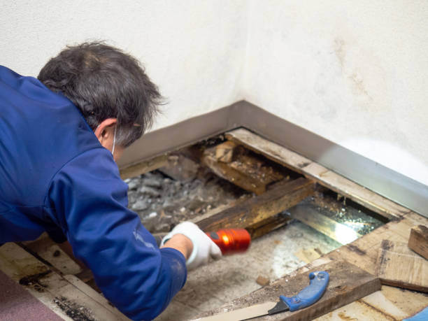 Best White Mold Remediation in Le Roy, IL