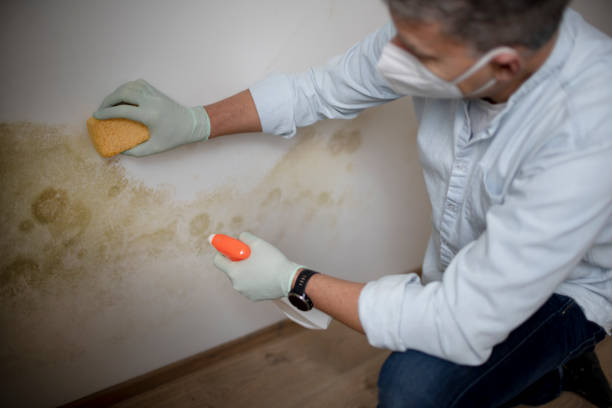 Best Commercial Mold Remediation in Le Roy, IL