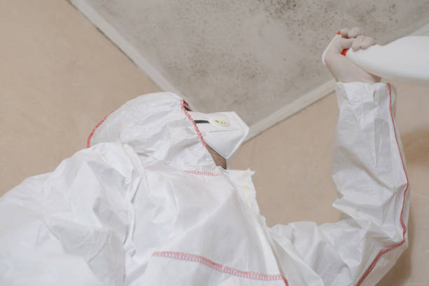 Trusted Le Roy, IL Mold Remediation Experts