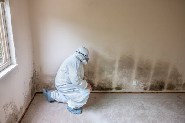 Best Emergency Mold Remediation in Le Roy, IL