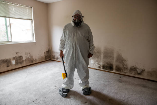 Best Post-Flood Mold Remediation in Le Roy, IL