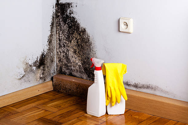 Best Localized Mold Remediation (e.g., coastal areas, humid climates) in Le Roy, IL