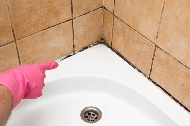Best DIY Mold Remediation Support Services in Le Roy, IL