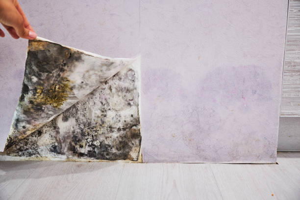 Best Basement Mold Remediation in Le Roy, IL